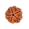 Rudraksha
